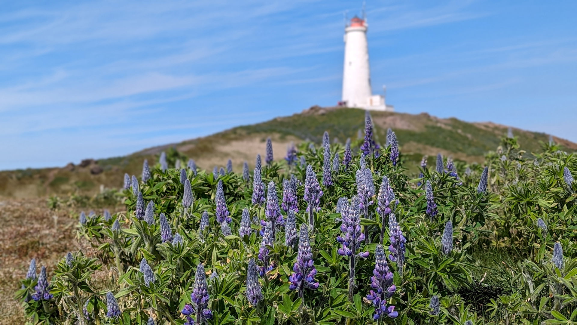 Blau blühende Alaska Lupinen vor einem weissen Leuchtturm 