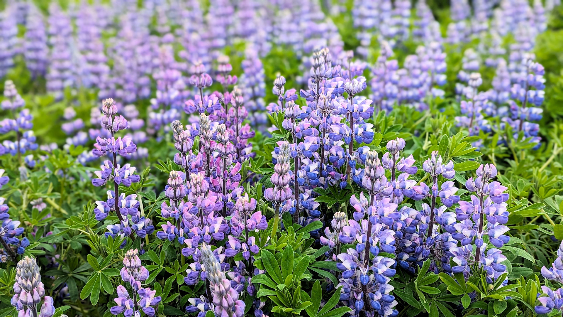 Blaue Alaska Lupine Island