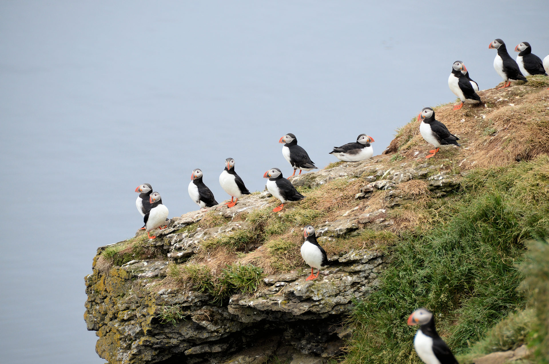 Puffin Vogel Kolonie Island Grimsey