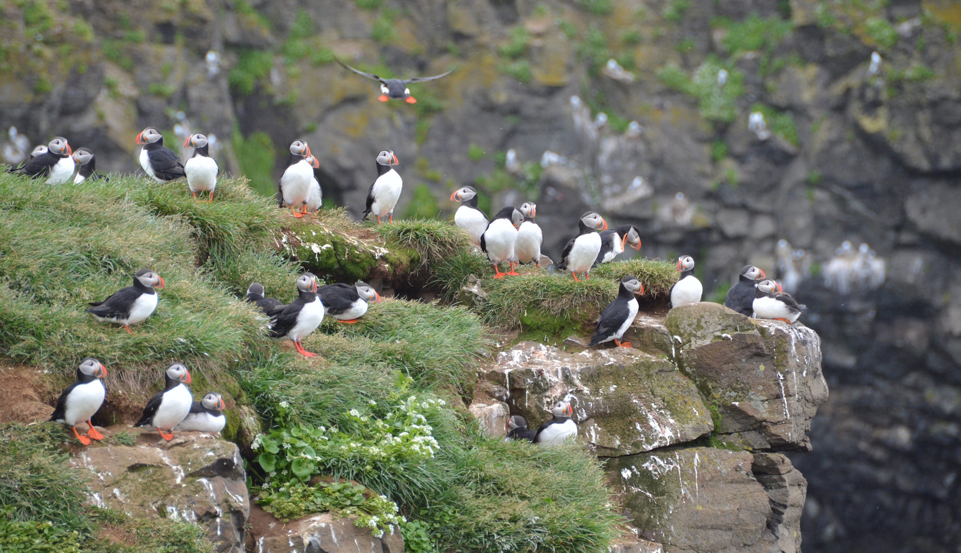 Papageientaucher Vogel Kolonie Island Grimsey