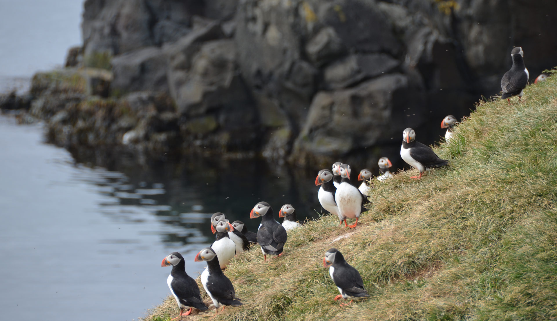 Gruppe Puffin Papageientaucher in Island an einer Steilküste in Grimsey