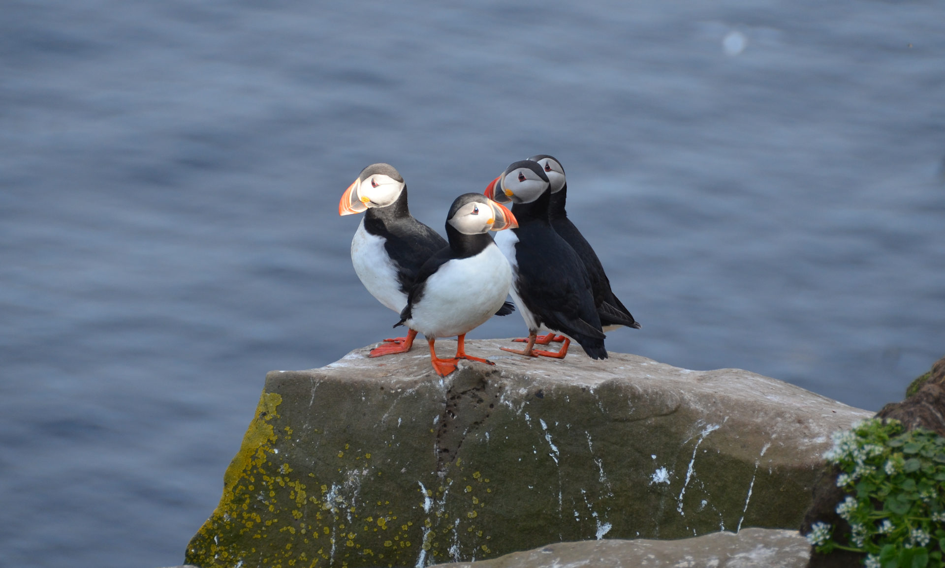 Vier Puffins hocken auf einem Felsen in Island