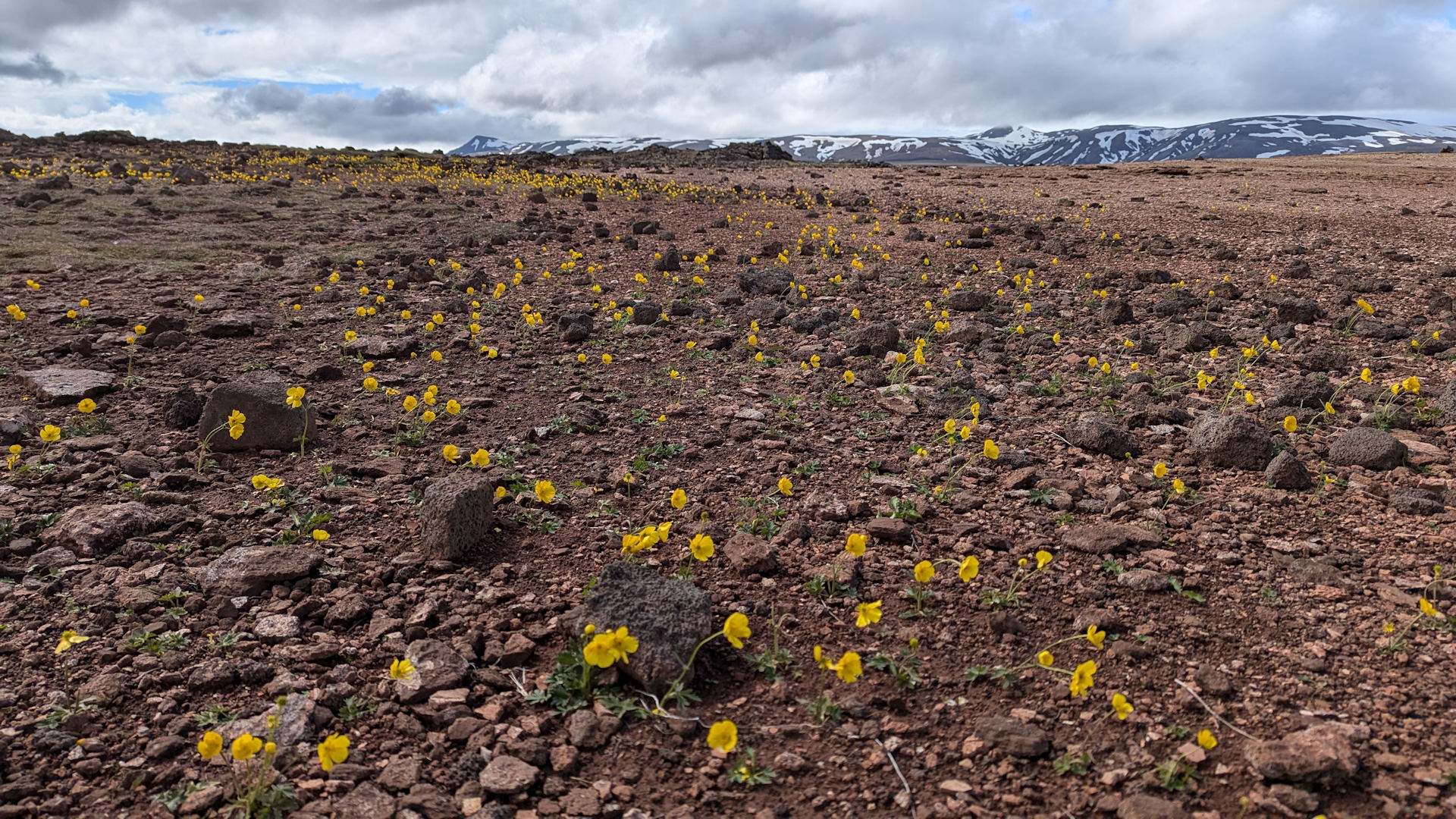 Gelber Island Mohn im Hochland mit schneebedeckten Bergen im Hintergrund