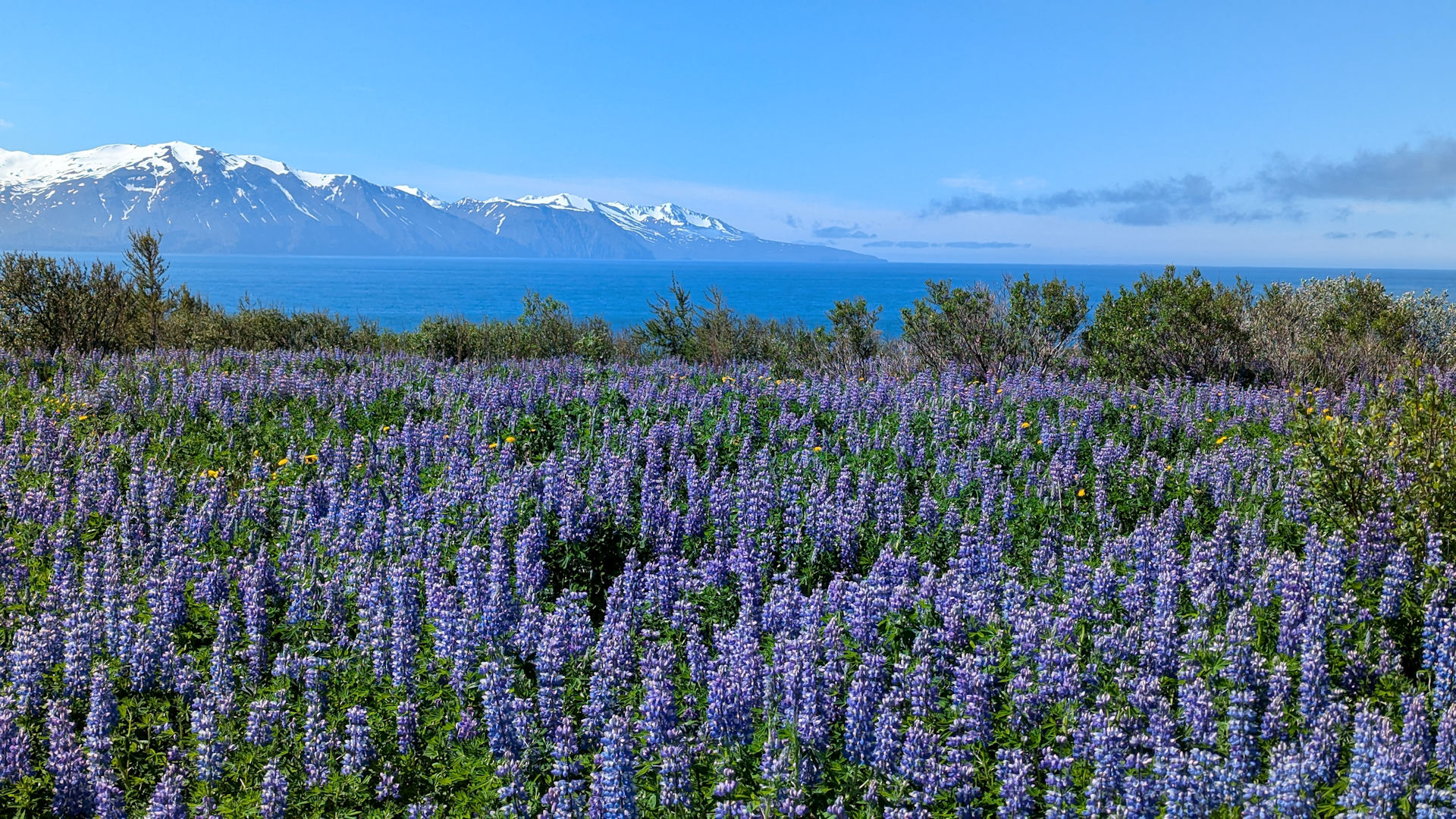 Feld mit blühenden Alaska Lupinen in Island