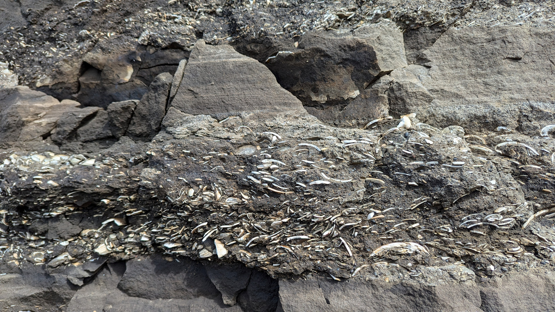 Versteinerte Muscheln Tungulending  Island