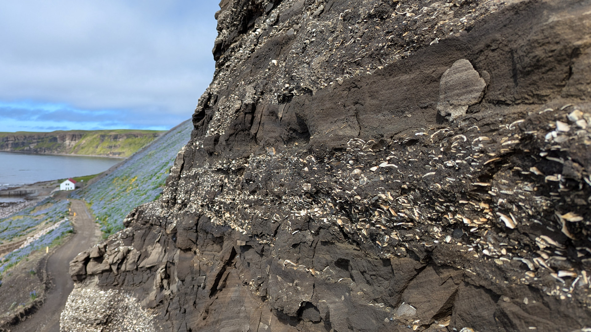 Querschnitt durch eine Sediment Schicht mit eingeschlossenen Muschel Fossilien in Tungulending Island