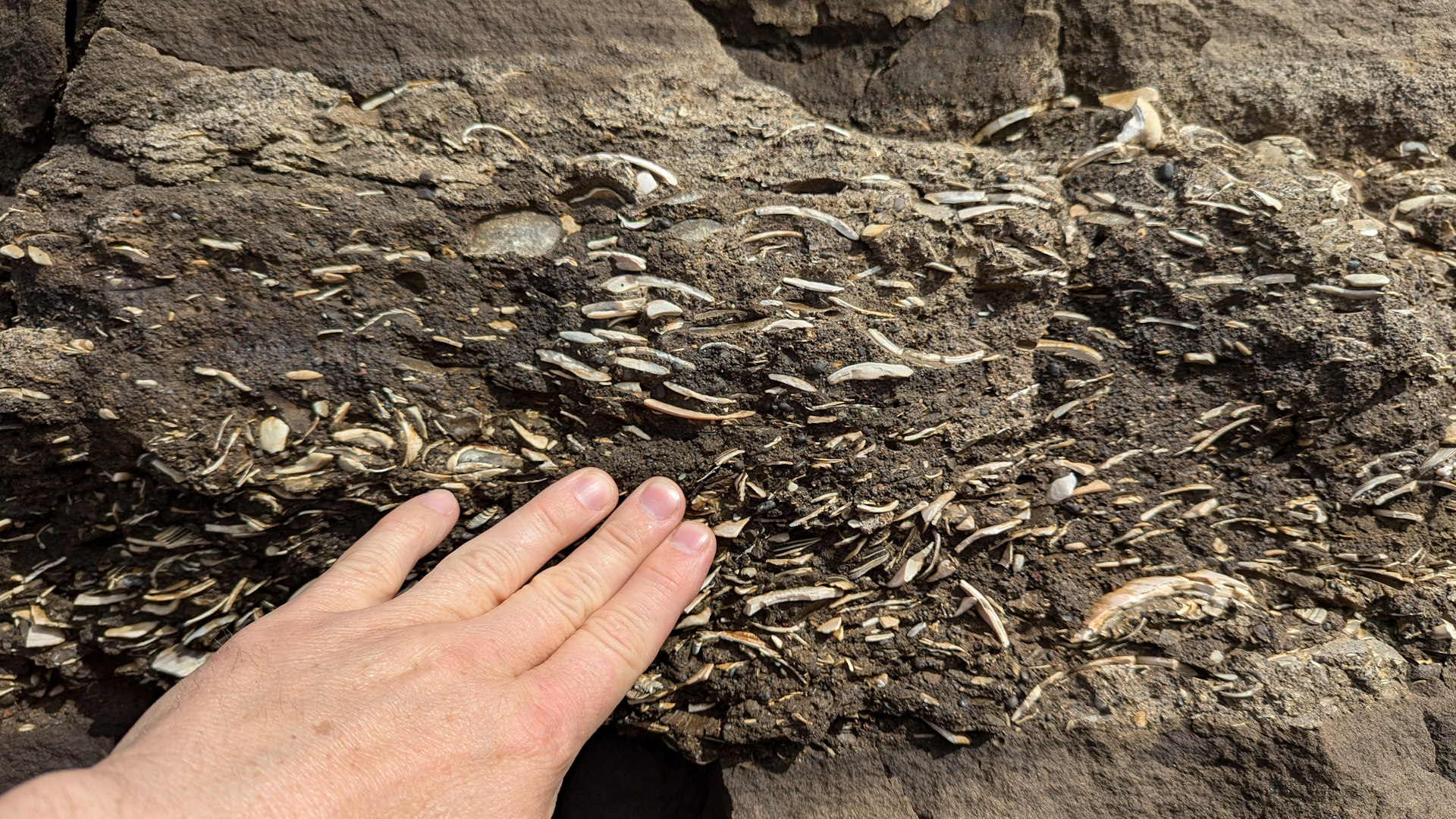 Eine Hand deutet auf eine Schicht  Muschel Fossilien in Tungulending  Island