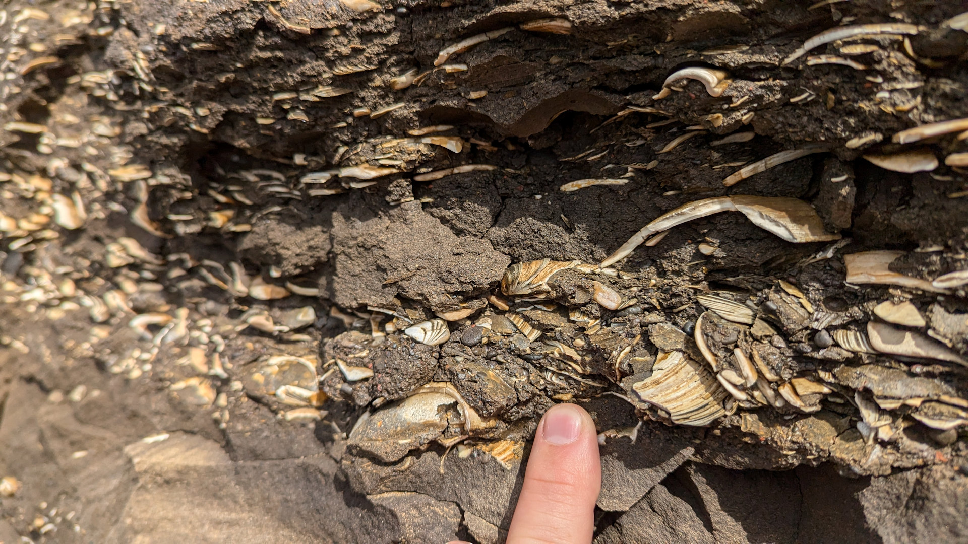 Ein Finger zeigt auf eine Schicht versteinerte Muscheln in Tungulending  Island