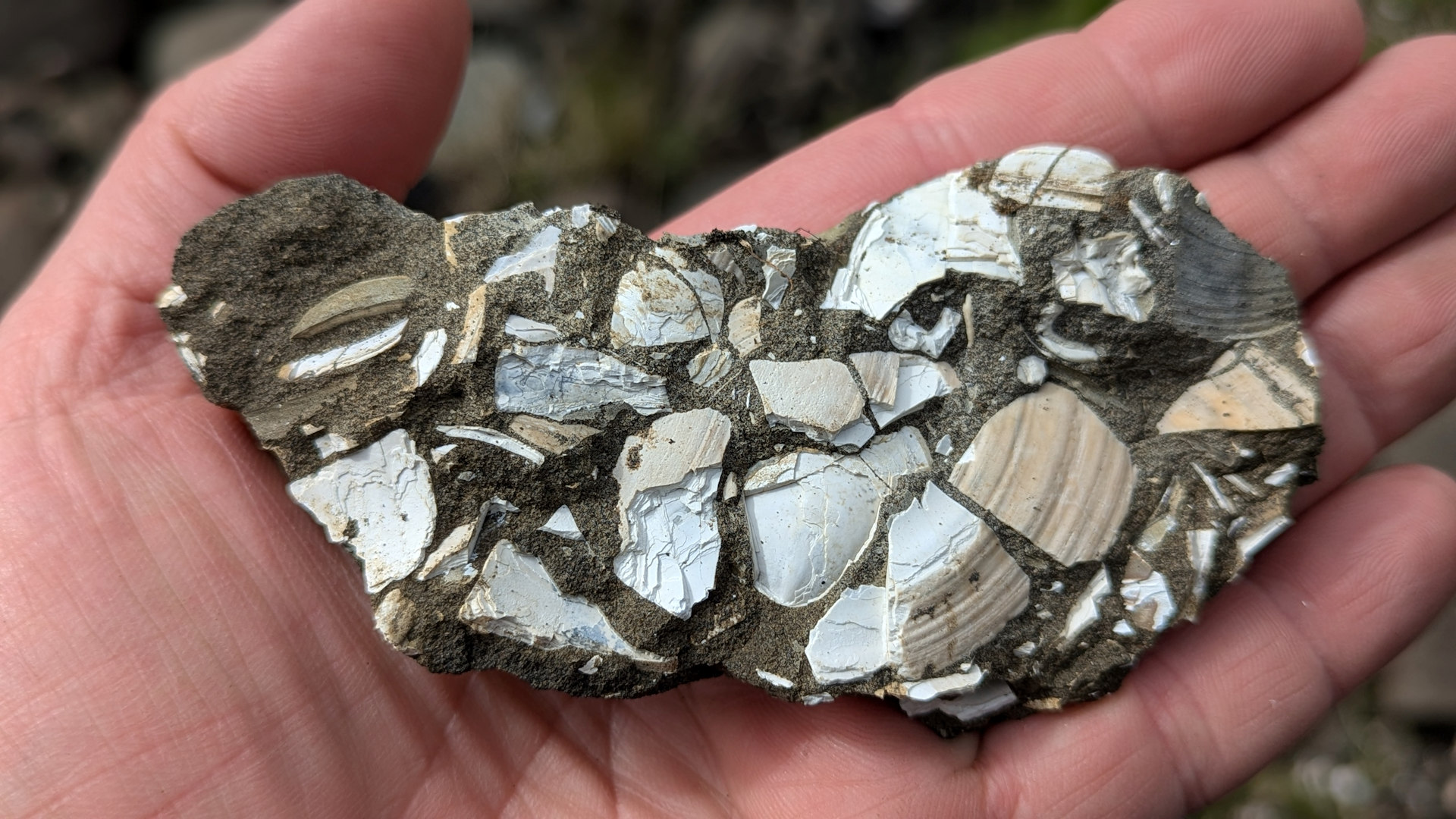 Brocken mit versteinerten Muscheln aus Tungulending, Island