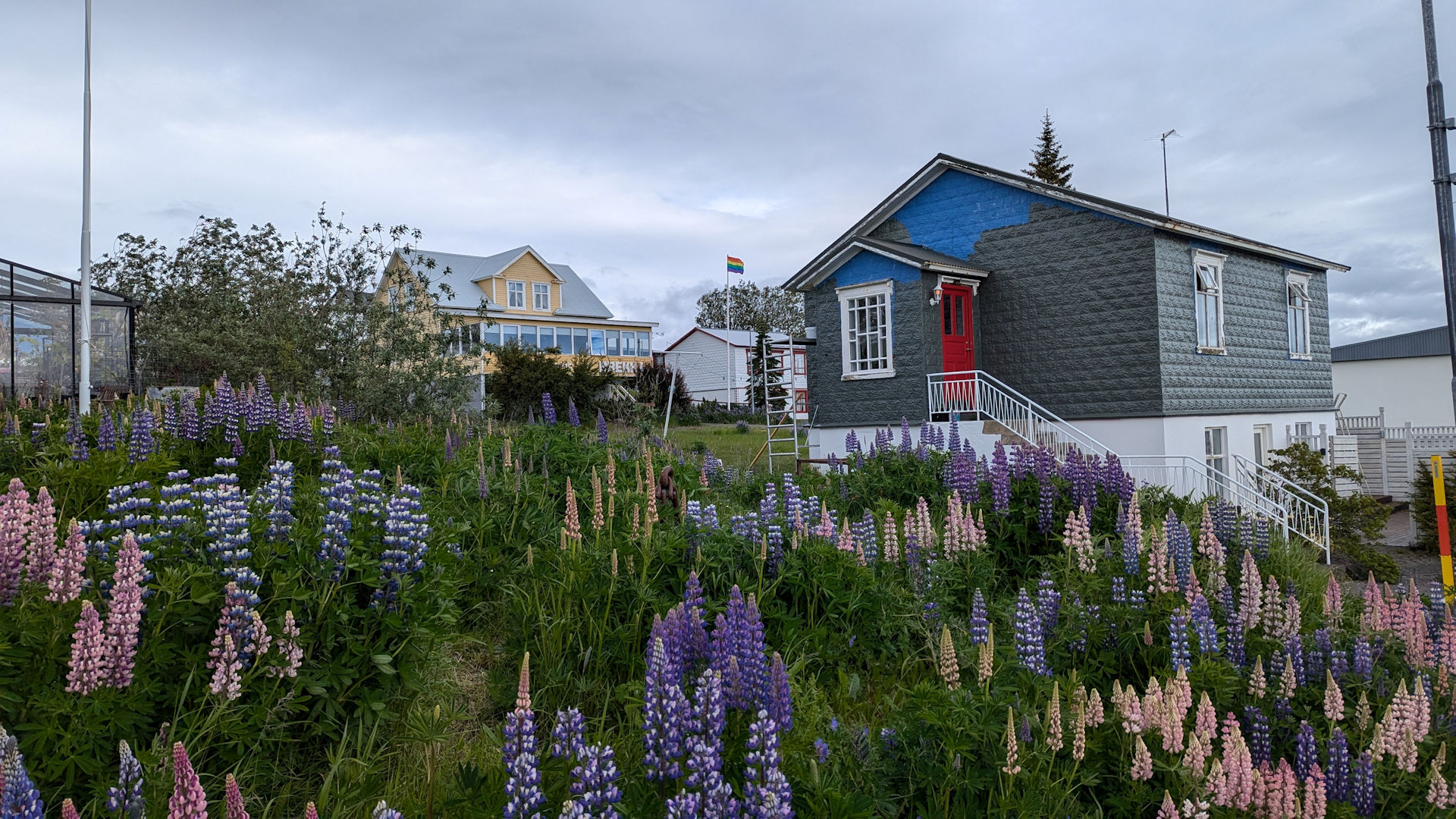 Alaska Lupinen vor einem Haus in  Hrisey, Island