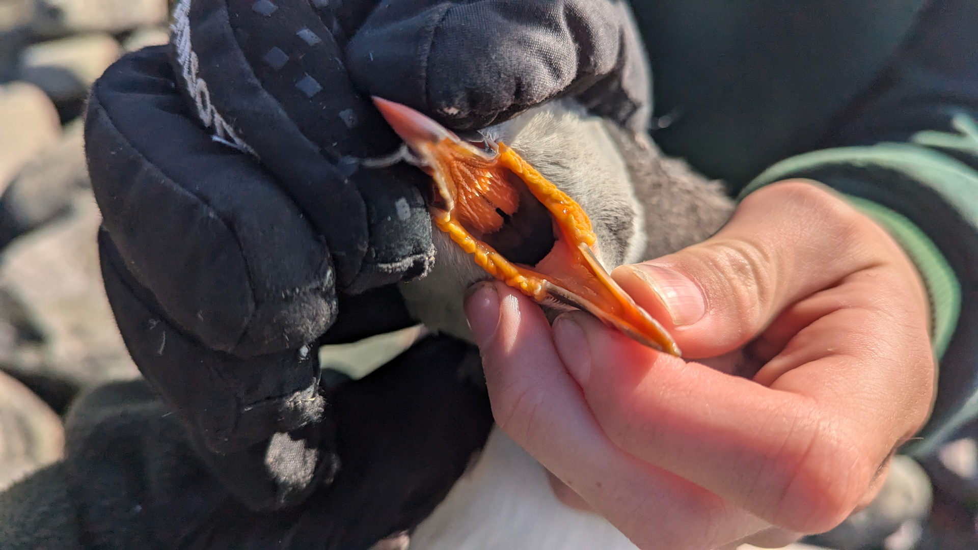 Geöffneter Schnabel von einem Puffin Papageientaucher