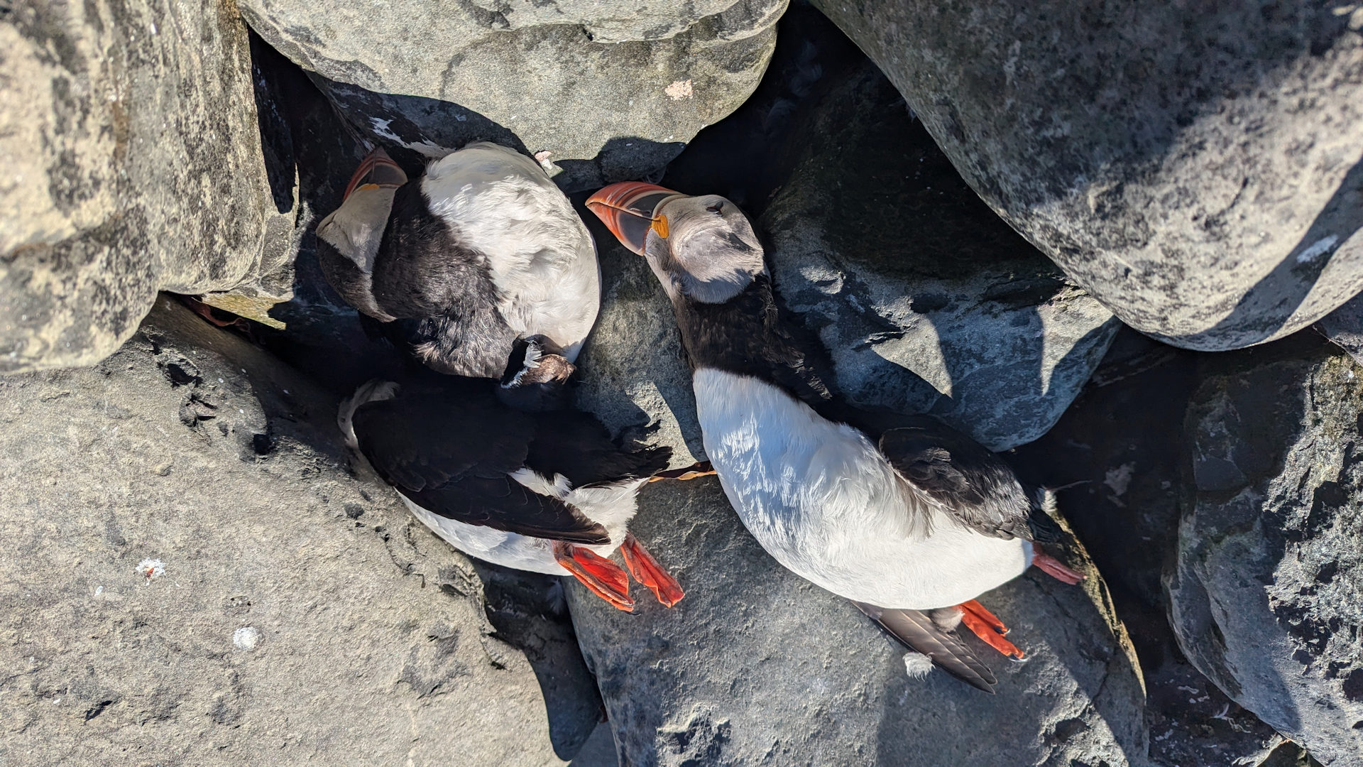 Drei erschlagene Puffins Papageientaucher zwischen Steinen