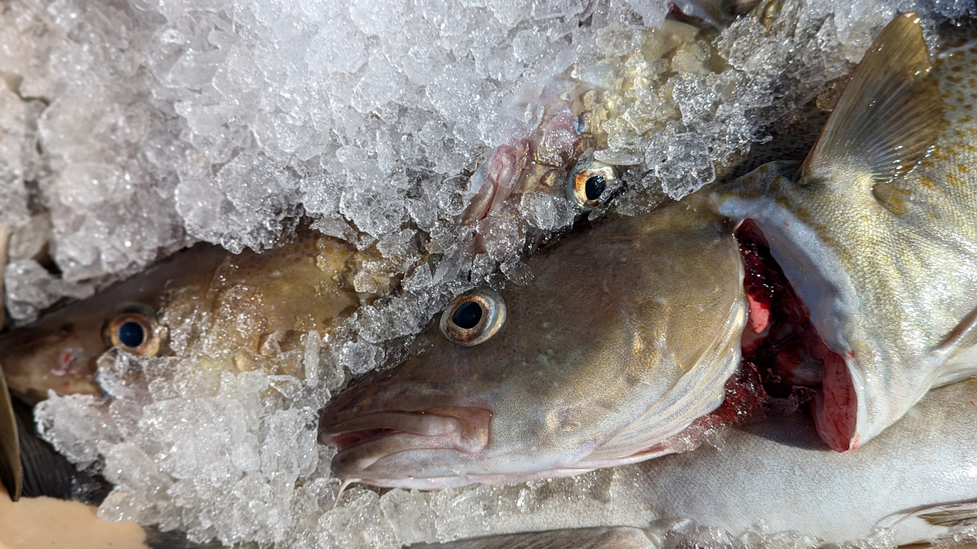 Fisch mit Eis bedeckt