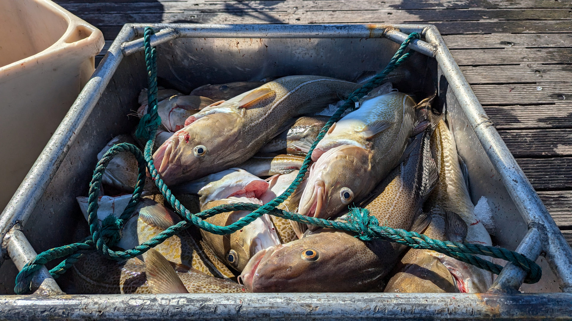 Frisch gefangene Fische in einem Kasten am Hafen 