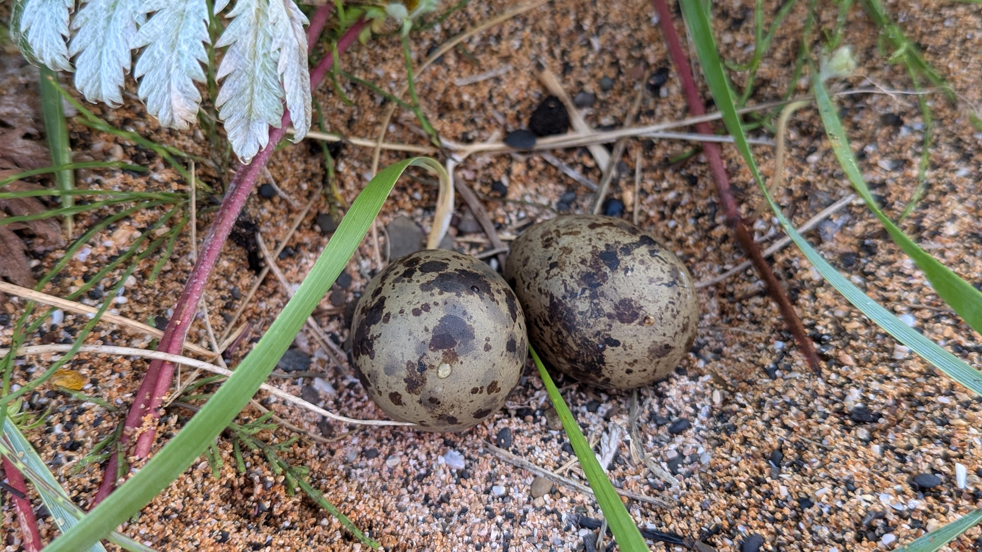 Zwei schmutzige Eier von Küstenseeschwalben 