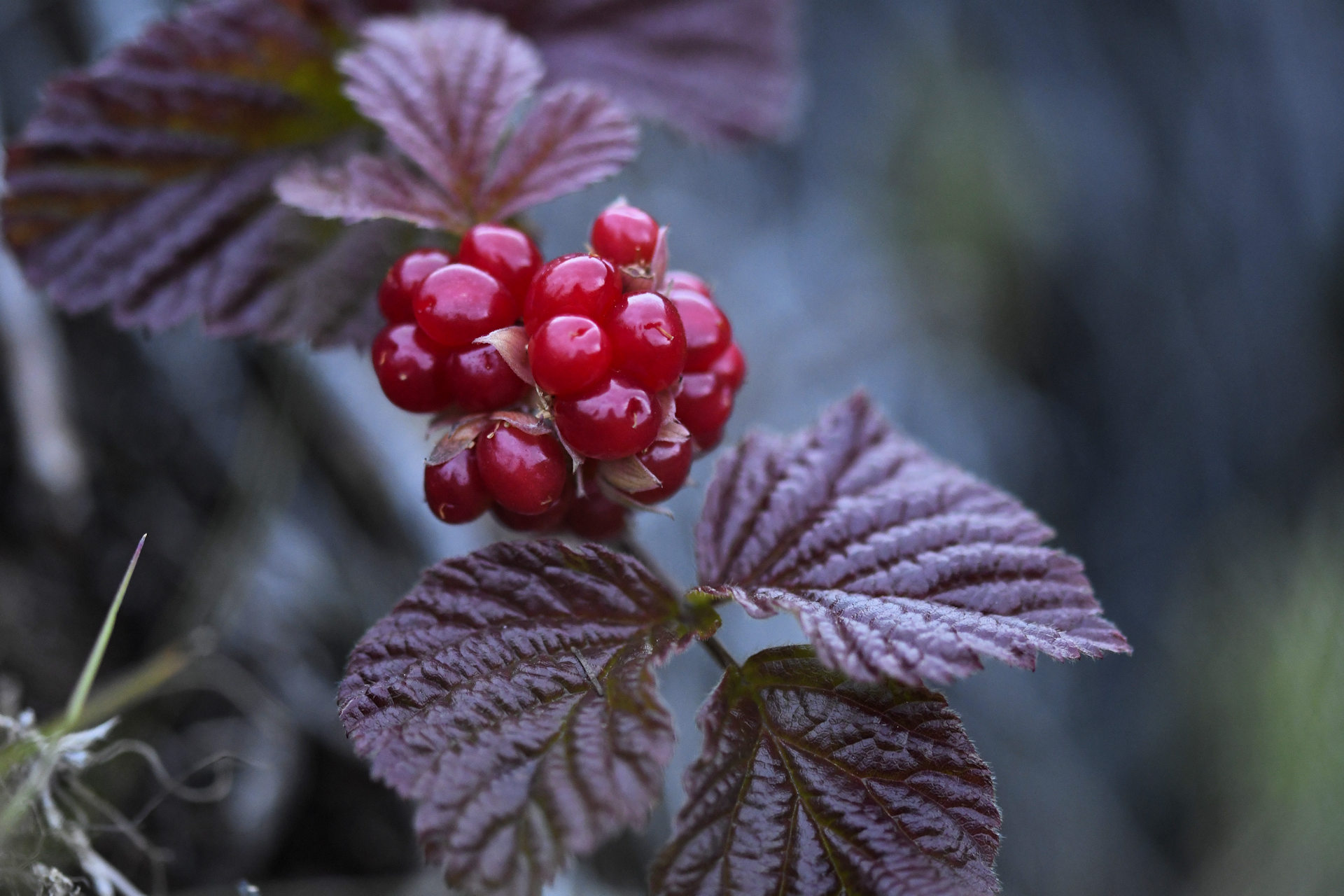 Detailaufnahme roter Allackerbeere Rubus Arcticus, nordische Himbeere