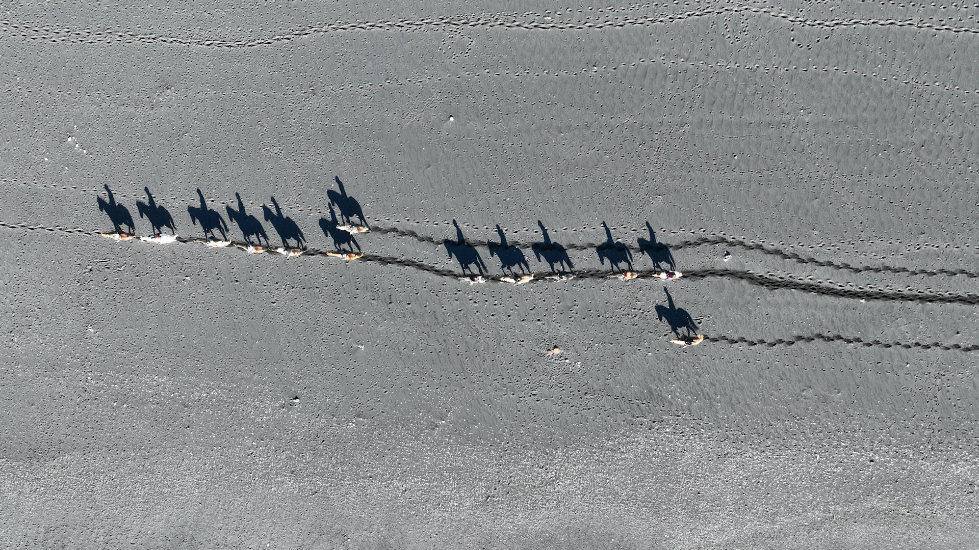 Eine Gruppe aus 13 Islandpferden mit Reitern wirft Morgens markante Schatten auf den schwarzen Sandstrand bei Vik.