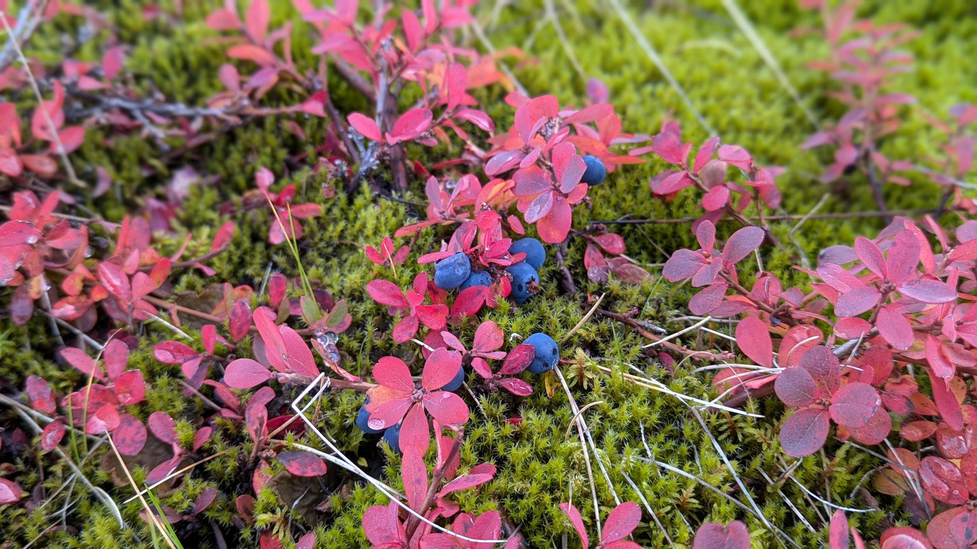 Blaubeeren vor grünem Moos