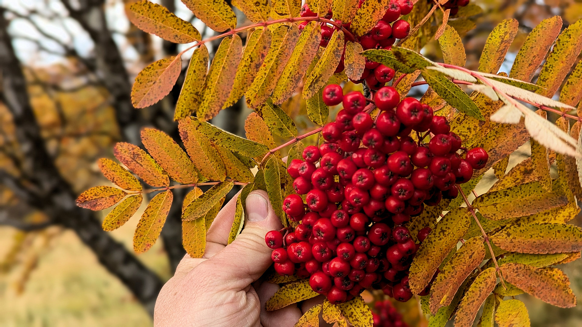 Rote Vogelbeeren