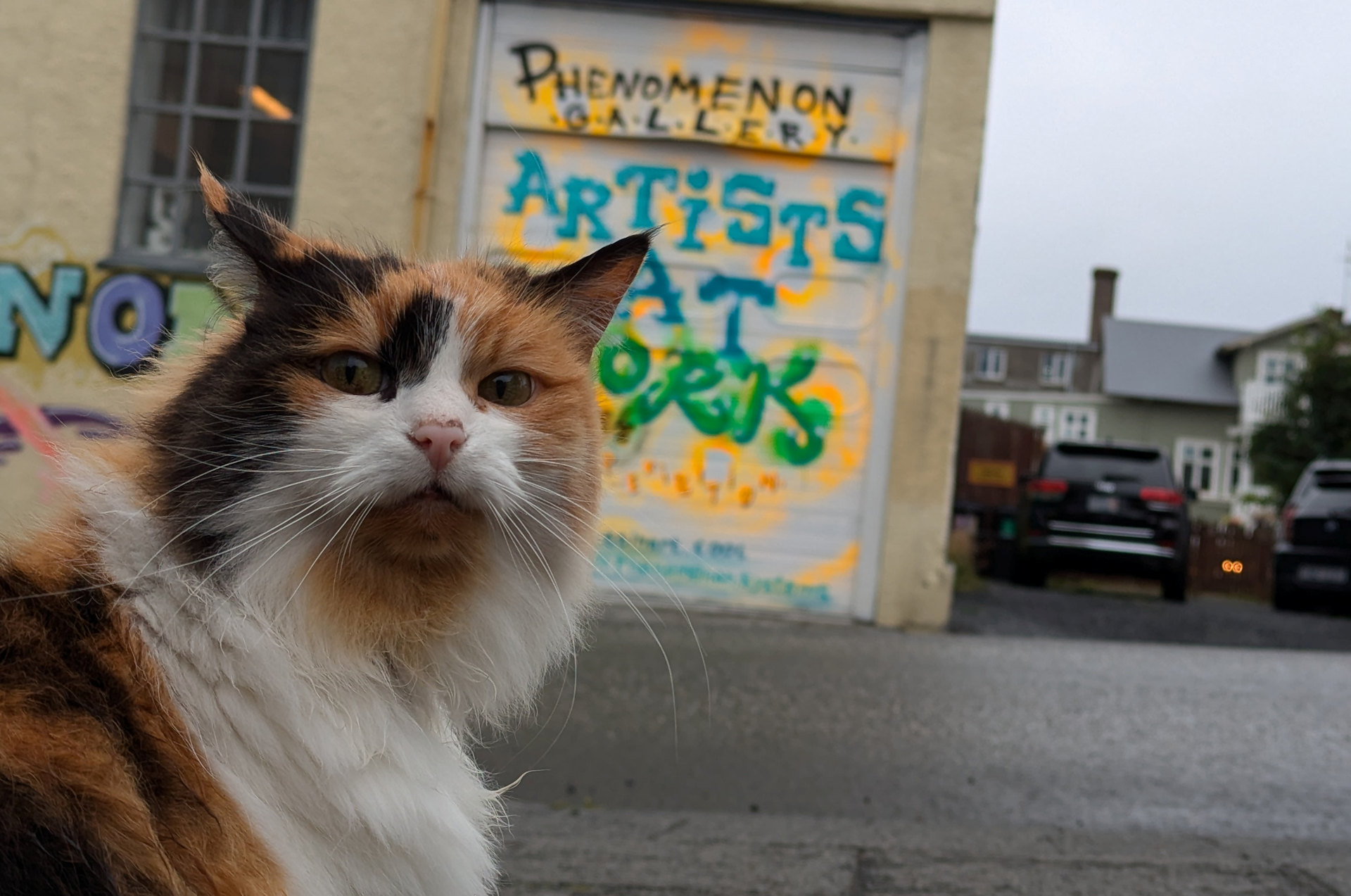 Isländische Katze mit rot braun weissem Fell und sehr langen Barthaaren auf der Strasse fotografiert